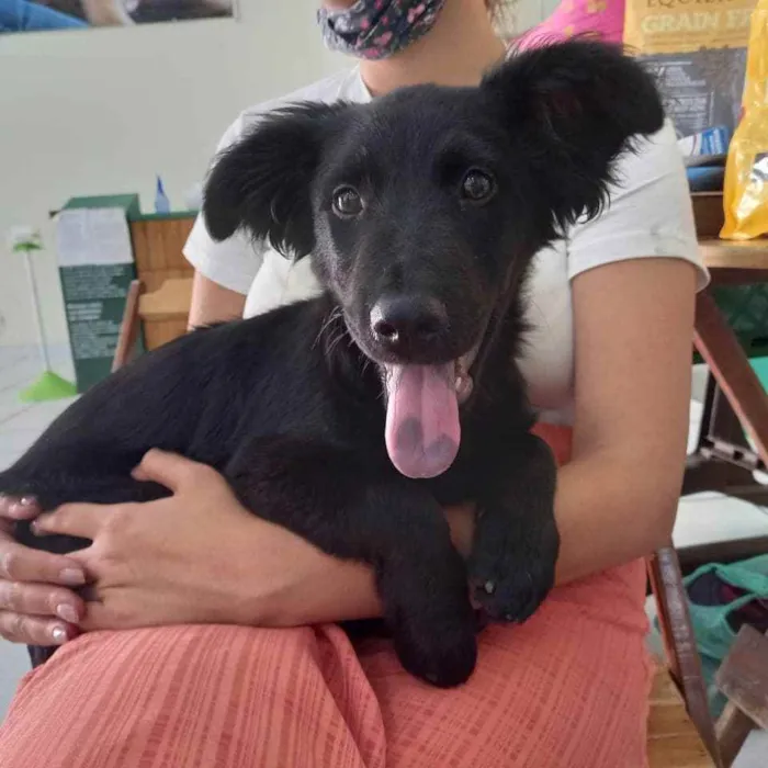 Cachorro raça SRD idade 2 a 6 meses nome Pimpo