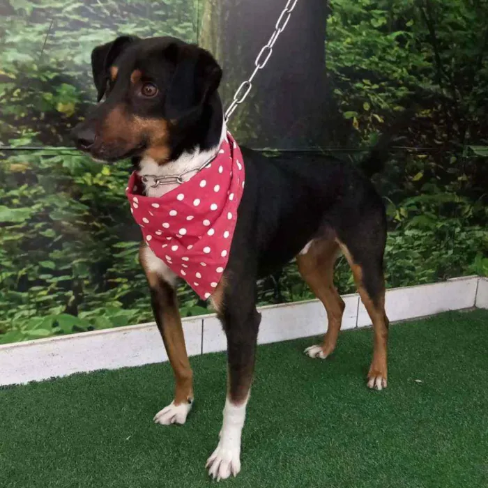 Cachorro raça SRD idade 1 ano nome Capitão