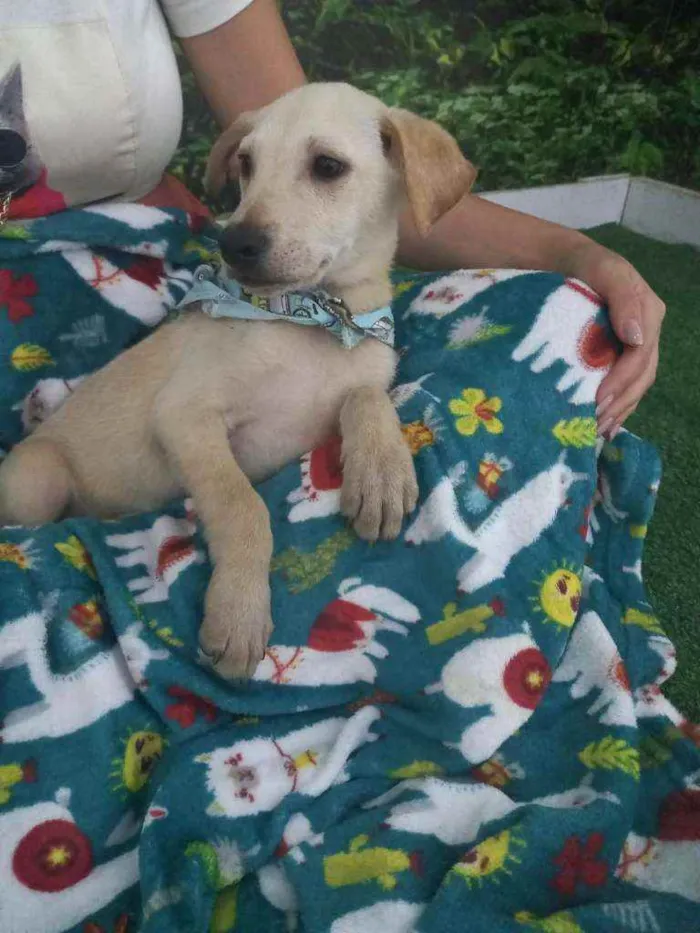 Cachorro raça SRD idade 2 a 6 meses nome Pitt
