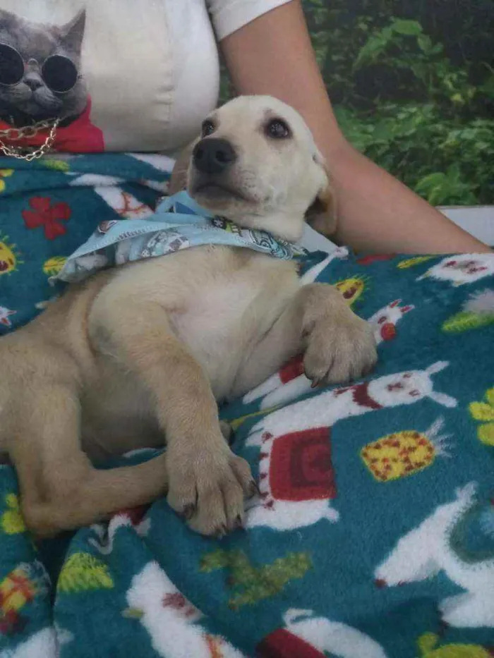 Cachorro raça SRD idade 2 a 6 meses nome Pitt