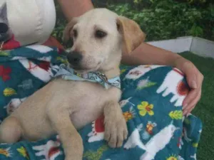 Cachorro raça SRD idade 2 a 6 meses nome Pitt