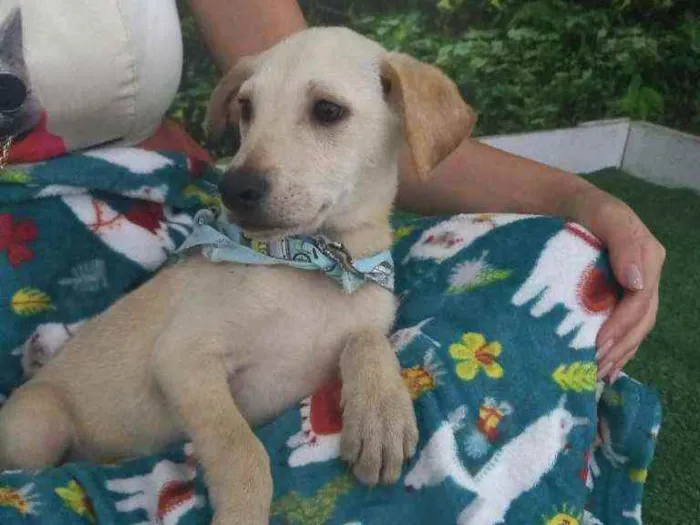 Cachorro raça SRD idade 2 a 6 meses nome Pitt
