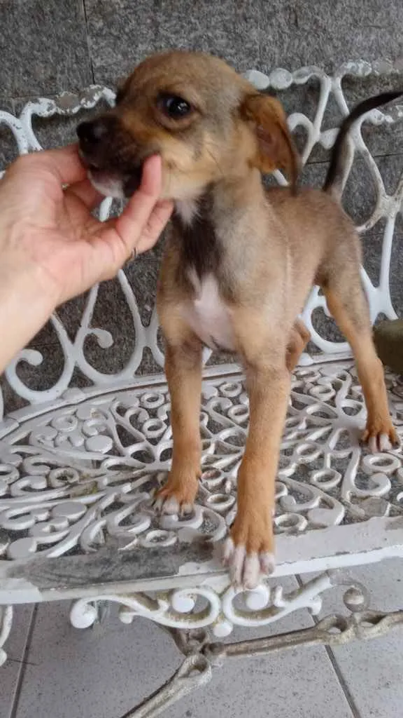 Cachorro ra a SRD idade 2 a 6 meses nome Duda