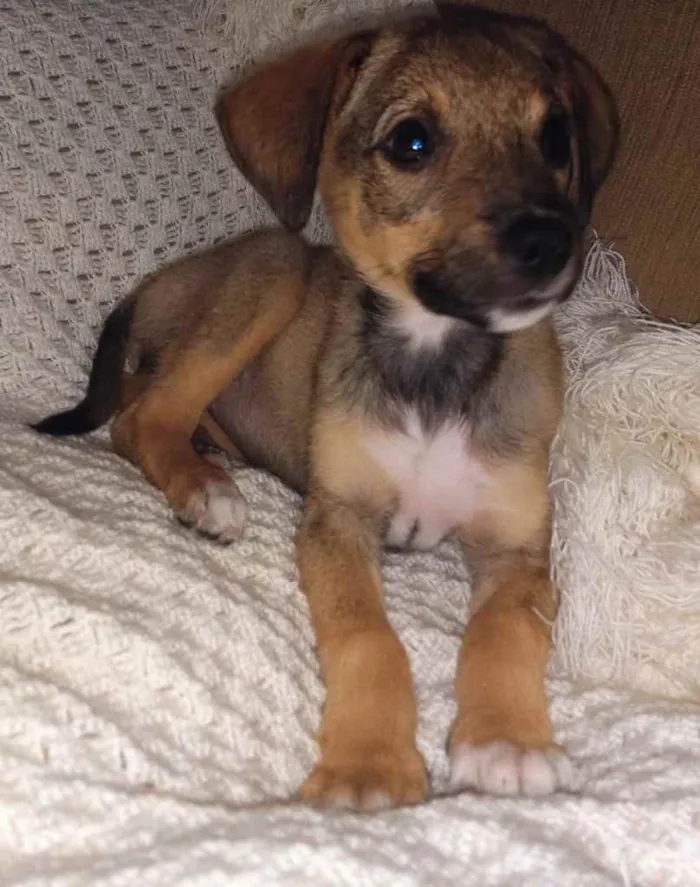 Cachorro ra a SRD idade 2 a 6 meses nome Duda
