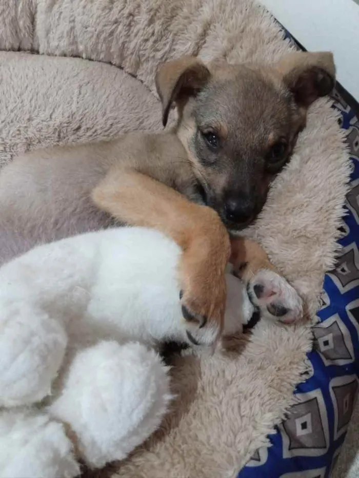 Cachorro ra a SRD idade 2 a 6 meses nome Duda