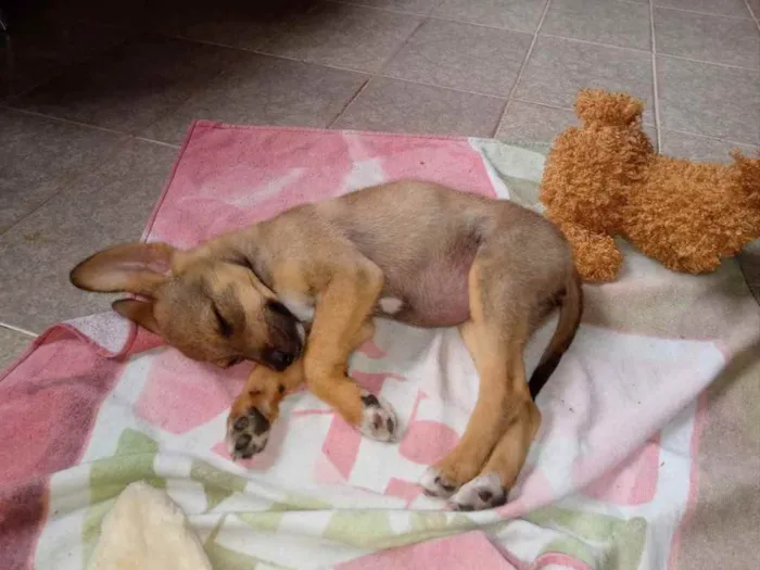 Cachorro ra a SRD idade 2 a 6 meses nome Duda
