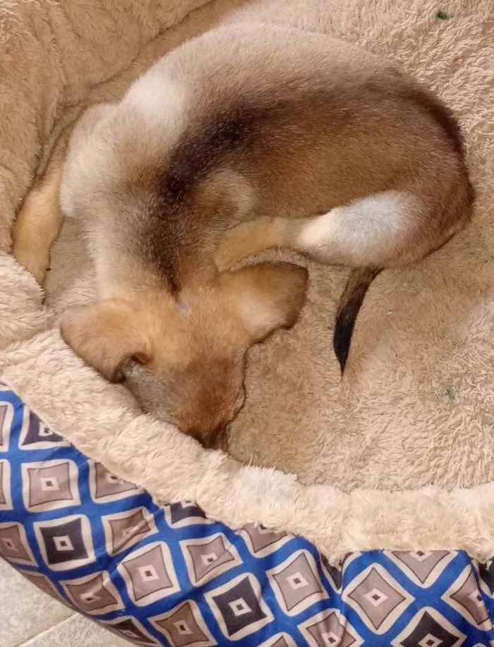 Cachorro ra a SRD idade 2 a 6 meses nome Duda