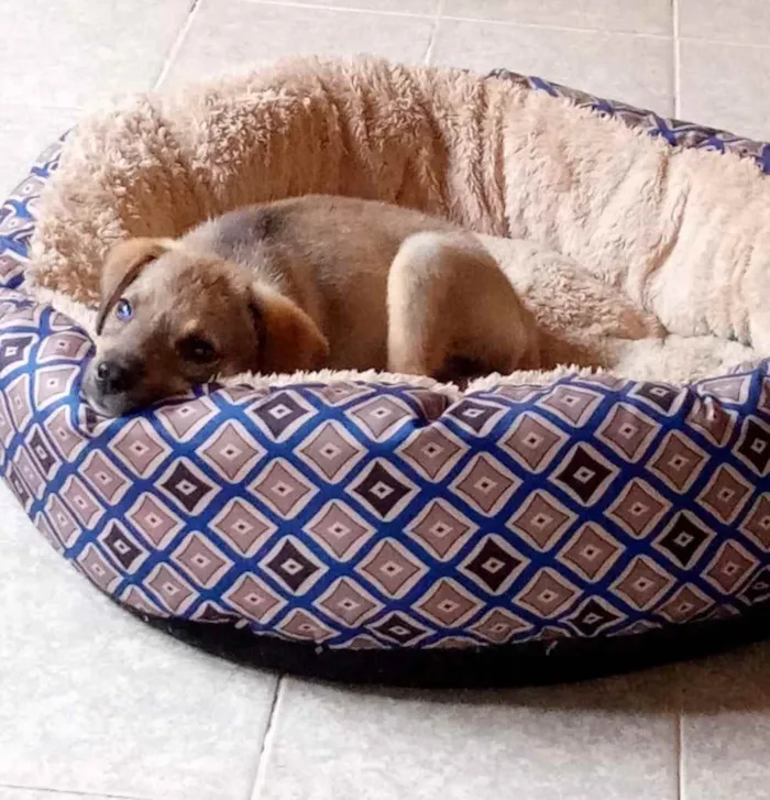 Cachorro ra a SRD idade 2 a 6 meses nome Duda