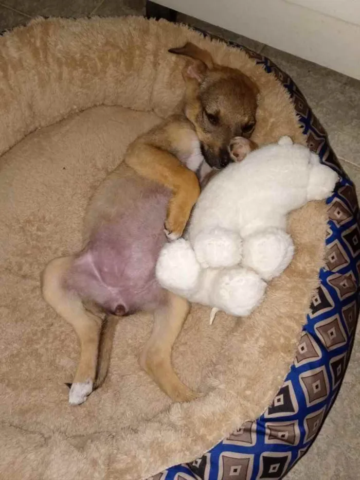 Cachorro ra a SRD idade 2 a 6 meses nome Duda