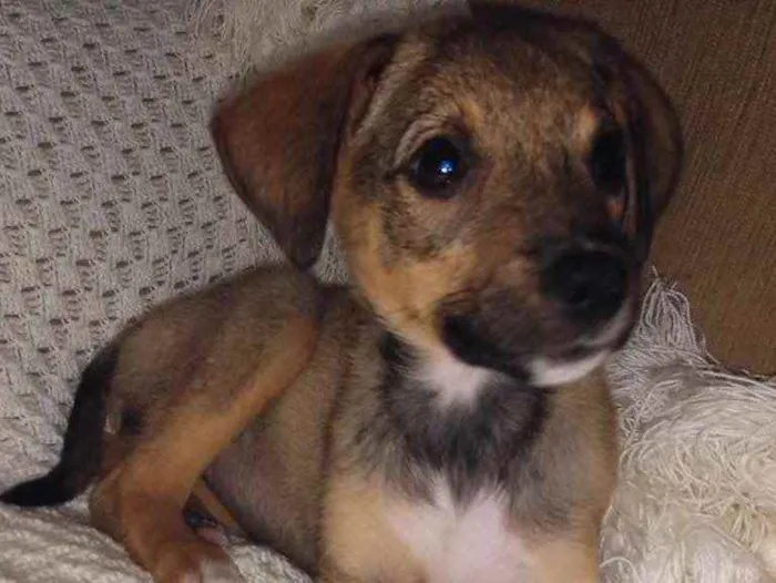 Cachorro ra a SRD idade 2 a 6 meses nome Duda