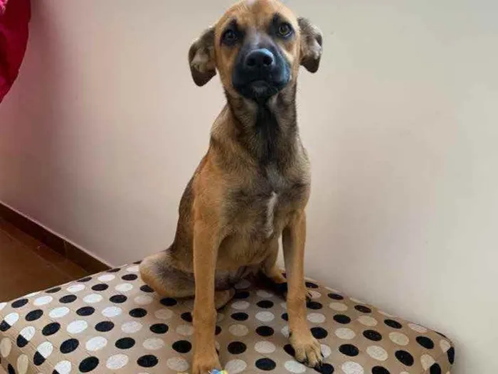 Cachorro ra a Curta idade 2 a 6 meses nome Zahra