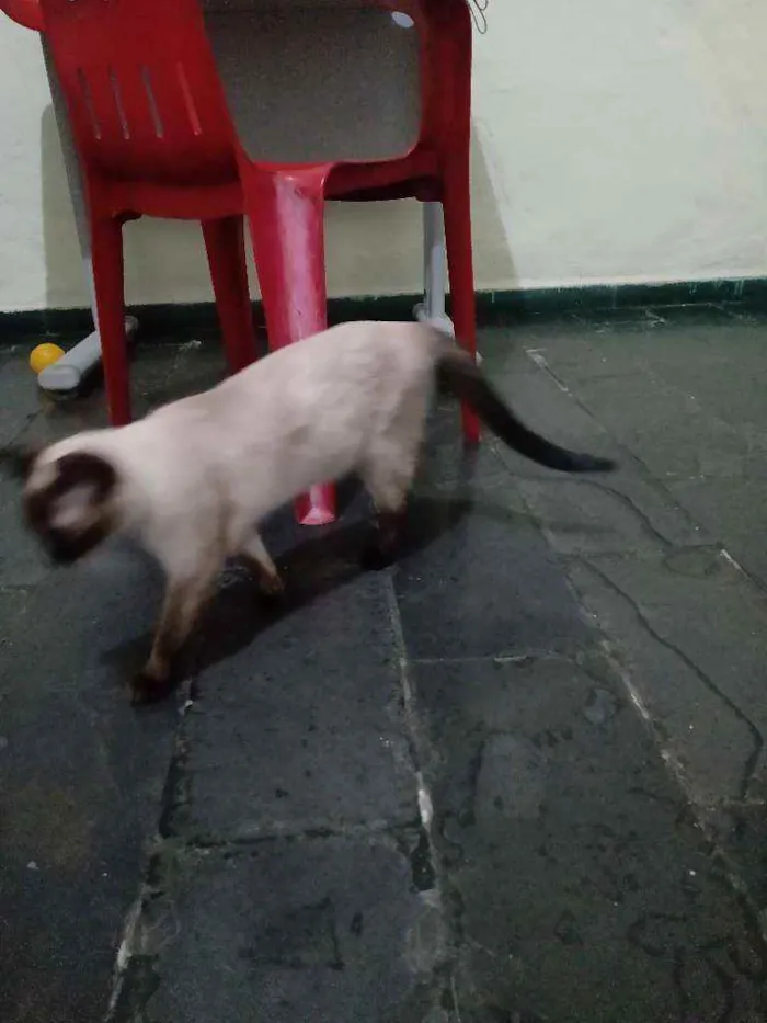 Gato raça Siamês idade 7 a 11 meses nome Meg