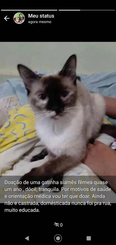 Gato raça Siamês idade 7 a 11 meses nome Meg