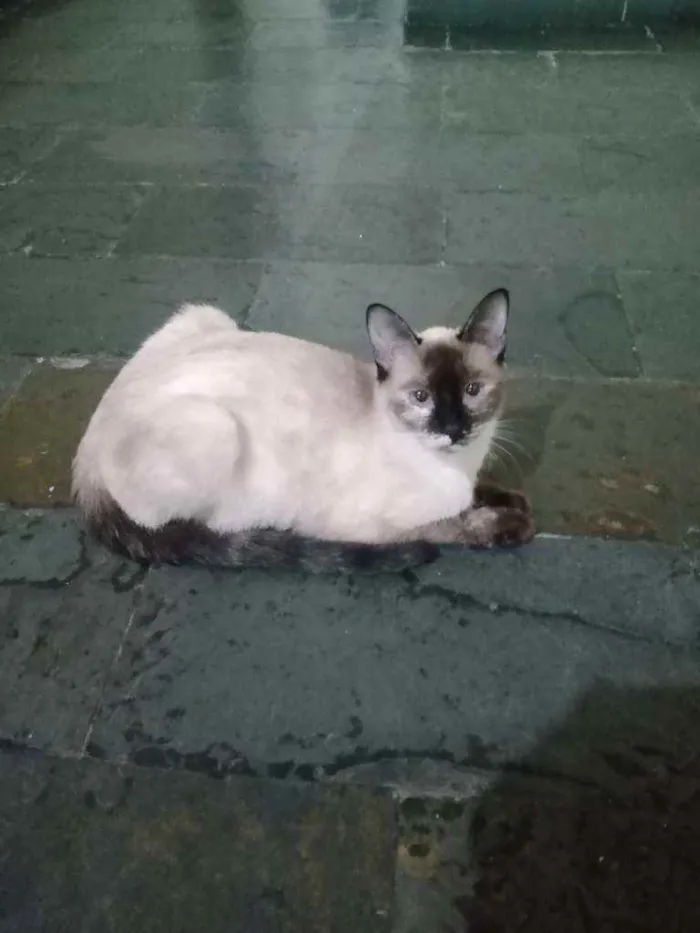 Gato raça Siamês idade 7 a 11 meses nome Meg