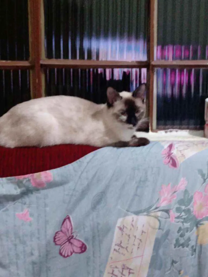 Gato raça Siamês idade 7 a 11 meses nome Meg