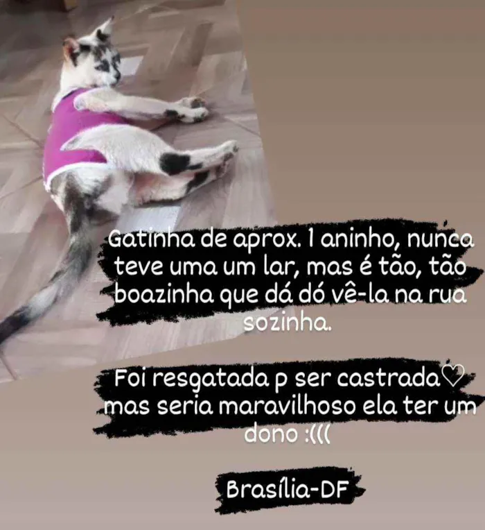 Gato ra a SRD idade 1 ano nome Priscila
