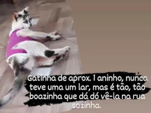 Gato raça SRD idade 1 ano nome Priscila