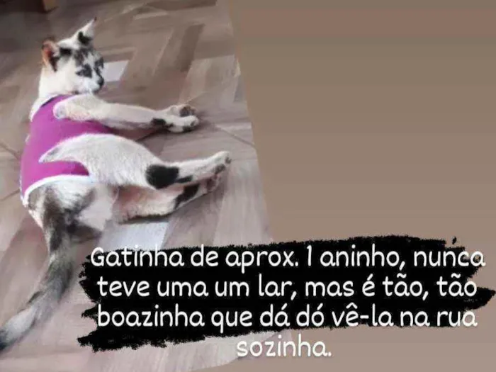 Gato ra a SRD idade 1 ano nome Priscila