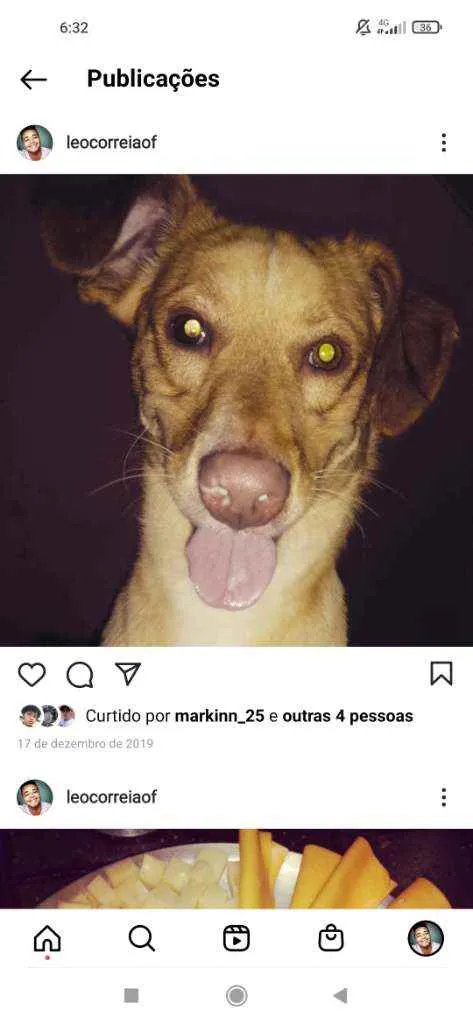 Cachorro ra a Não definida idade 4 anos nome Miley