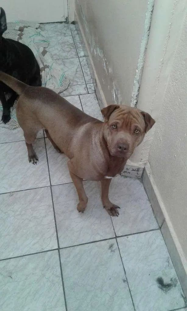 Cachorro ra a Parece Sharpei C/ Pit-Bull idade 3 anos nome Zé Ruela