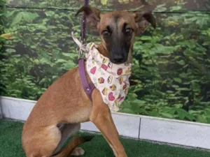 Cachorro raça SRD idade 7 a 11 meses nome Tica