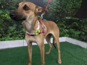 Cachorro raça SRD idade 7 a 11 meses nome Teca