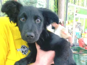 Cachorro raça SRD idade 2 a 6 meses nome Pimpo