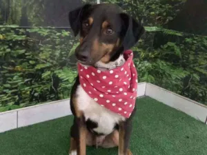 Cachorro raça SRD idade 1 ano nome Capitão