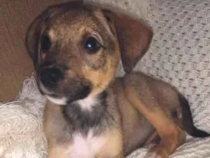 Cachorro raça SRD idade 2 a 6 meses nome Duda