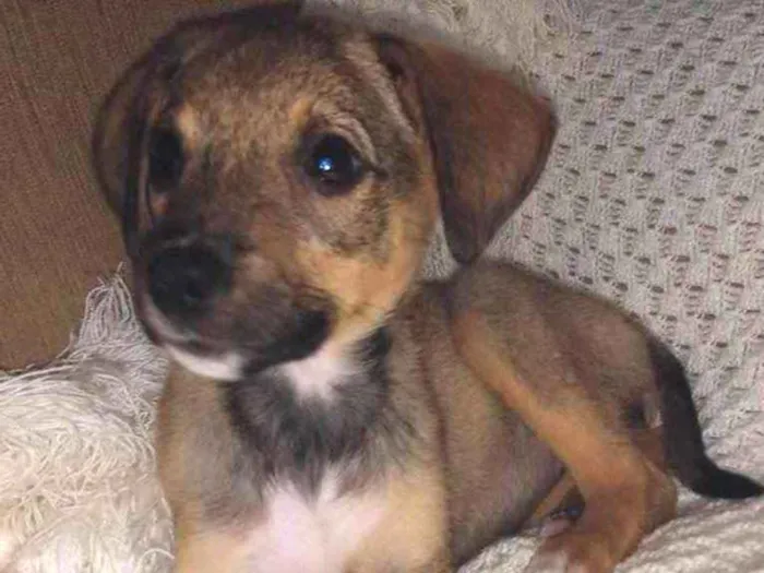 Cachorro ra a SRD idade 2 a 6 meses nome Duda