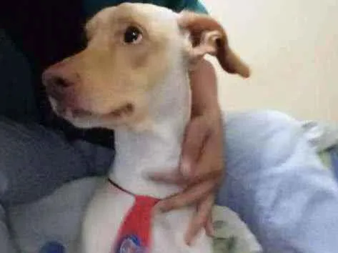 Cachorro ra a Não definida idade 4 anos nome Miley