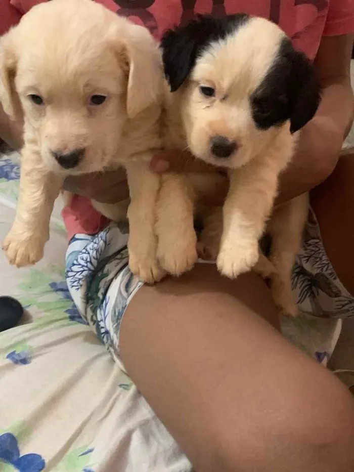 Cachorro ra a Vira latas  idade Abaixo de 2 meses nome Flocos e chantiliy