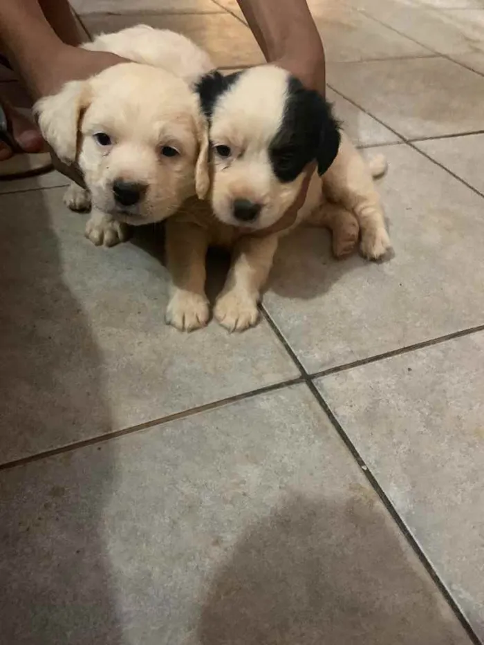 Cachorro ra a Vira latas  idade Abaixo de 2 meses nome Flocos e chantiliy