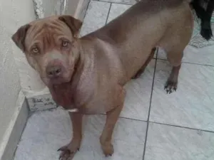 Cachorro raça Parece Sharpei C/ Pit-Bull idade 3 anos nome Zé Ruela