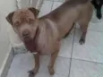 Zé Ruela