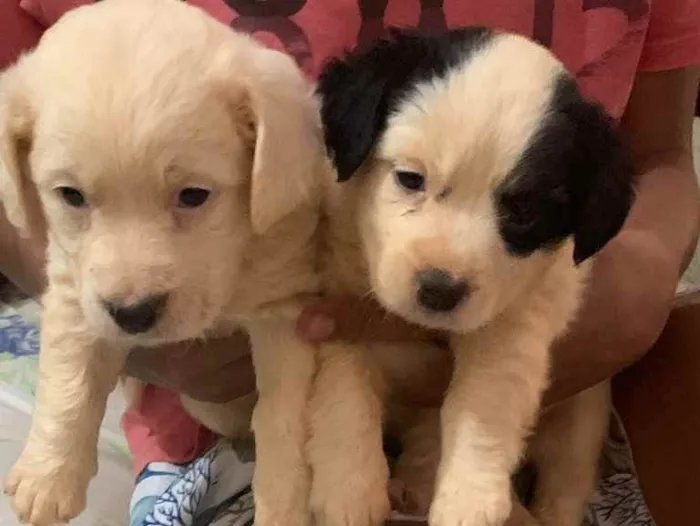 Cachorro ra a Vira latas  idade Abaixo de 2 meses nome Flocos e chantiliy