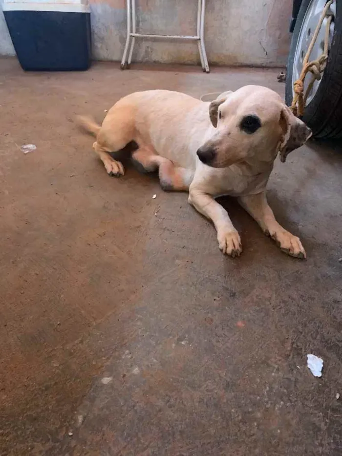 Cachorro ra a Vira latas  idade Abaixo de 2 meses nome Flocos e chantiliy
