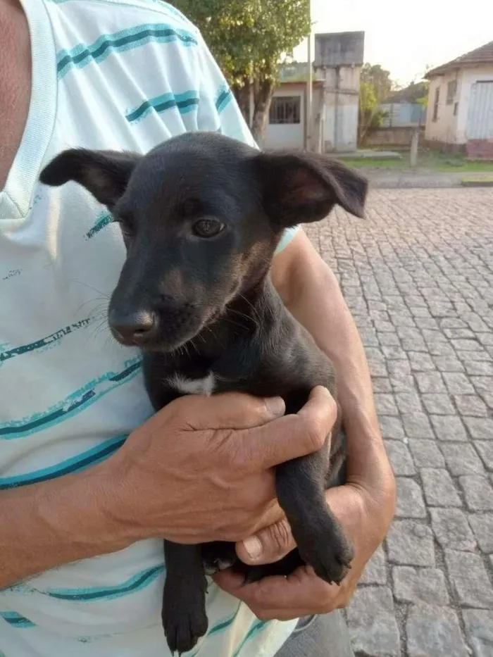 Cachorro raça Sem raça definida idade  nome Filhotes
