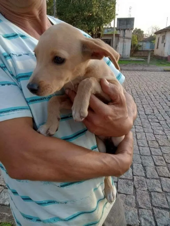 Cachorro raça Sem raça definida idade  nome Filhotes