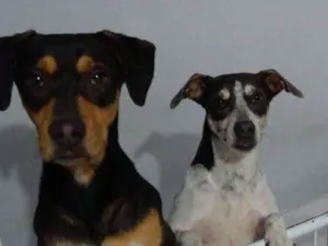 Cachorro raça SRD-ViraLata idade 2 anos nome Cronos