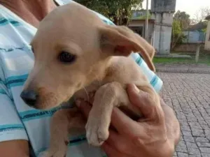 Cachorro raça Sem raça definida idade  nome Filhotes