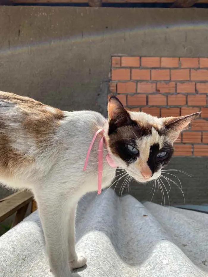 Gato raça Gata de 3 cores, olho azul idade 1 ano nome Sem nome