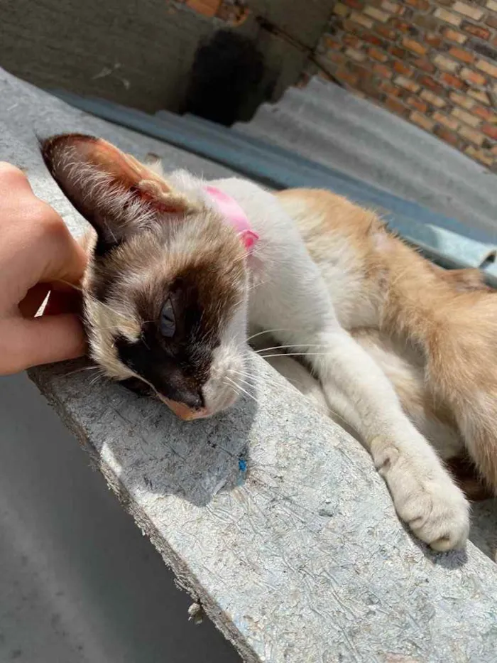 Gato raça Gata de 3 cores, olho azul idade 1 ano nome Sem nome
