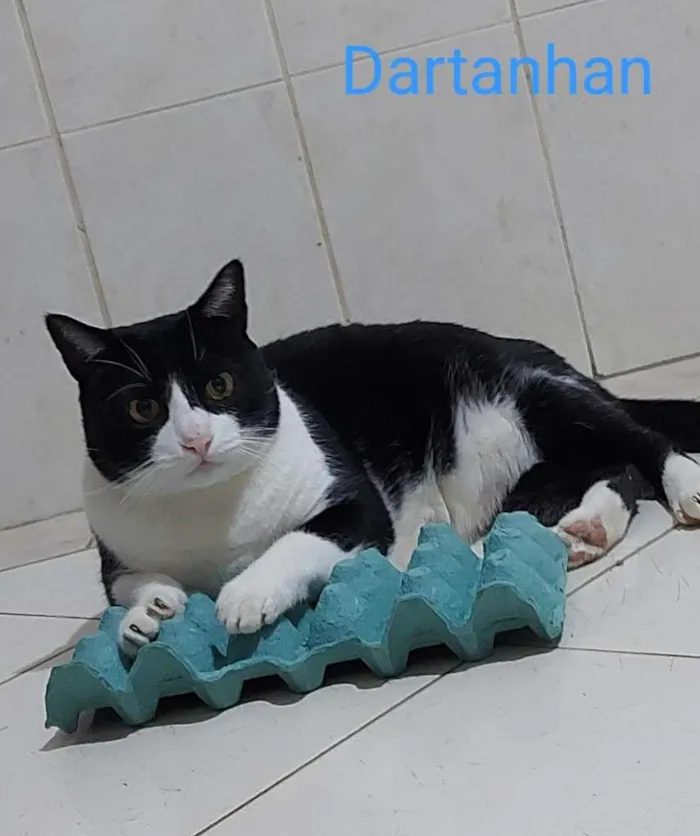 Gato ra a SRD idade 5 anos nome Dartanham