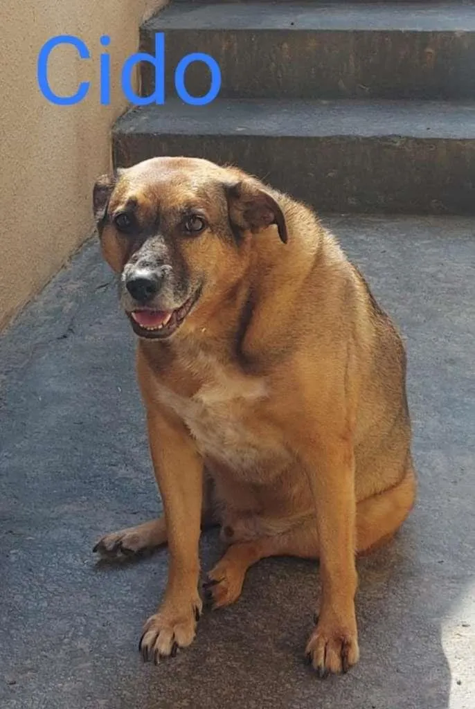 Cachorro ra a SRD idade 6 ou mais anos nome Cido