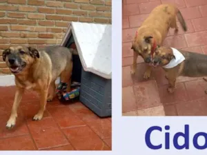 Cachorro raça SRD idade 6 ou mais anos nome Cido