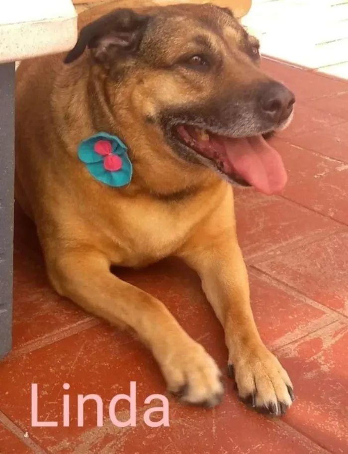 Cachorro ra a SRD idade 6 ou mais anos nome Linda