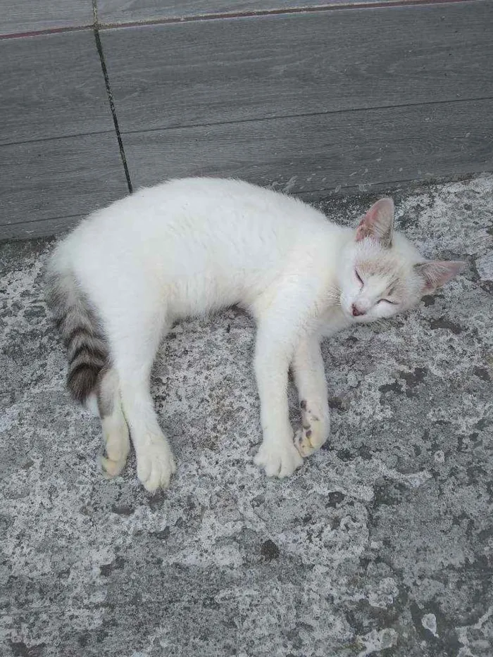 Gato ra a Sem raça idade 2 a 6 meses nome Chico-chico