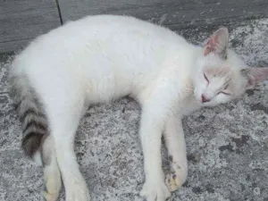 Gato raça Sem raça idade 2 a 6 meses nome Chico-chico