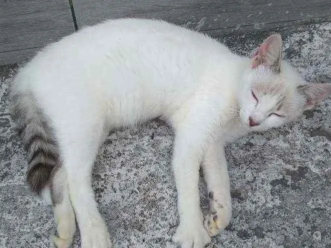 Gato ra a Sem raça idade 2 a 6 meses nome Chico-chico